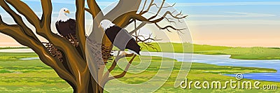 A pair of bald eagle birds in a nest of branches. River Valley Vector Illustration